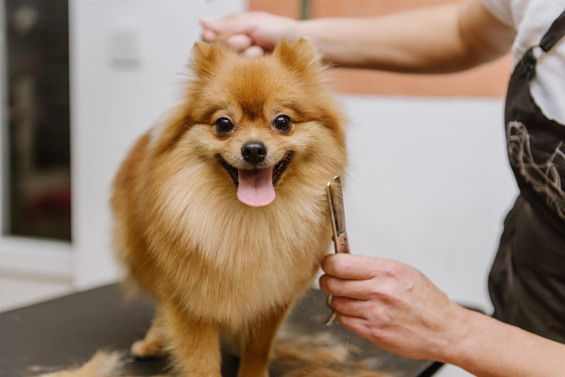 Pequeños Consentidos - Visita nuestra peluquería canina en Nigrán